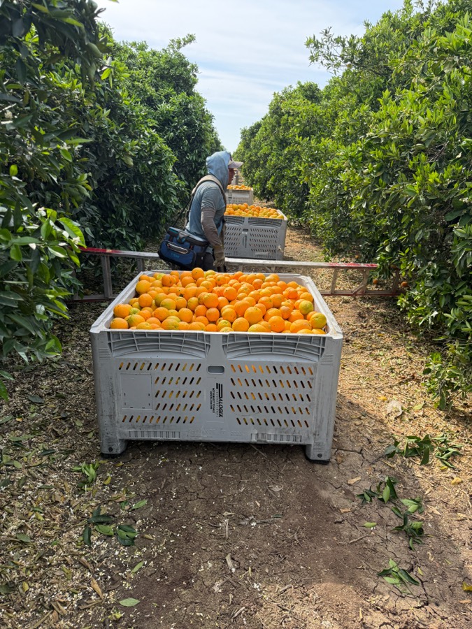 Infinity 8 fruit sample