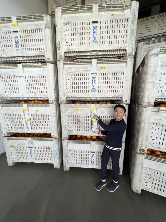 Infinity 8 orange harvest bin